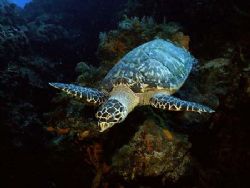 This photo was taken in 2005 , while diving in Cozumel. I... by Steven Anderson 